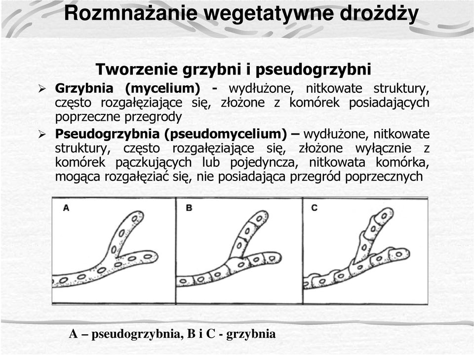 (pseudomycelium) wydłuŝone, nitkowate struktury, często rozgałęziające się, złoŝone wyłącznie z komórek