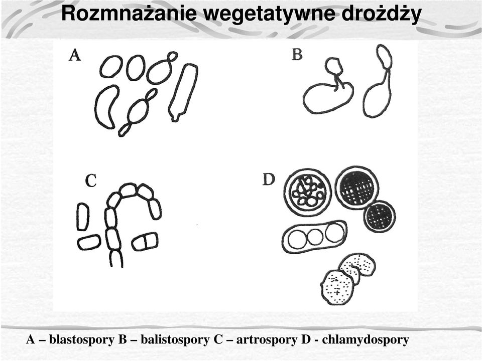 blastospory B