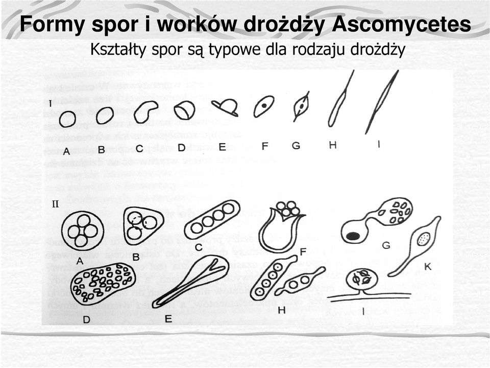 Kształty spor są