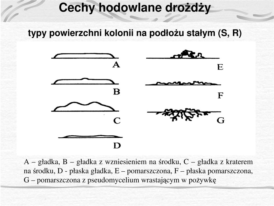 gładka z kraterem na środku, D - płaska gładka, E pomarszczona, F