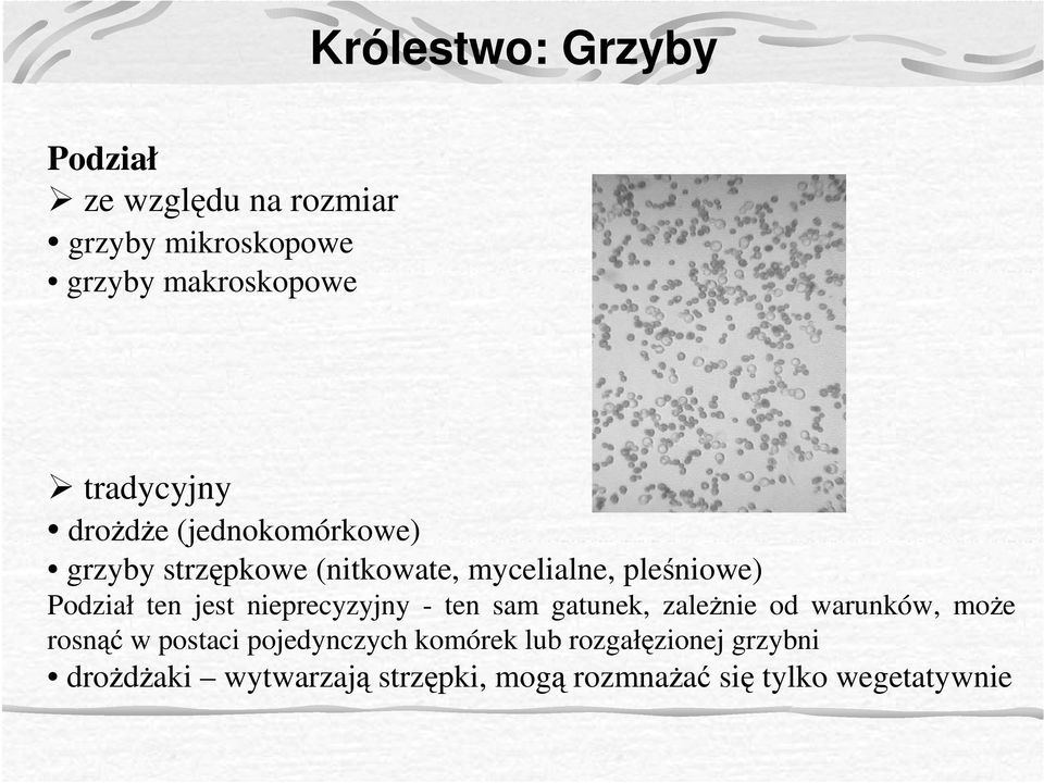 ten jest nieprecyzyjny - ten sam gatunek, zaleŝnie od warunków, moŝe rosnąć w postaci
