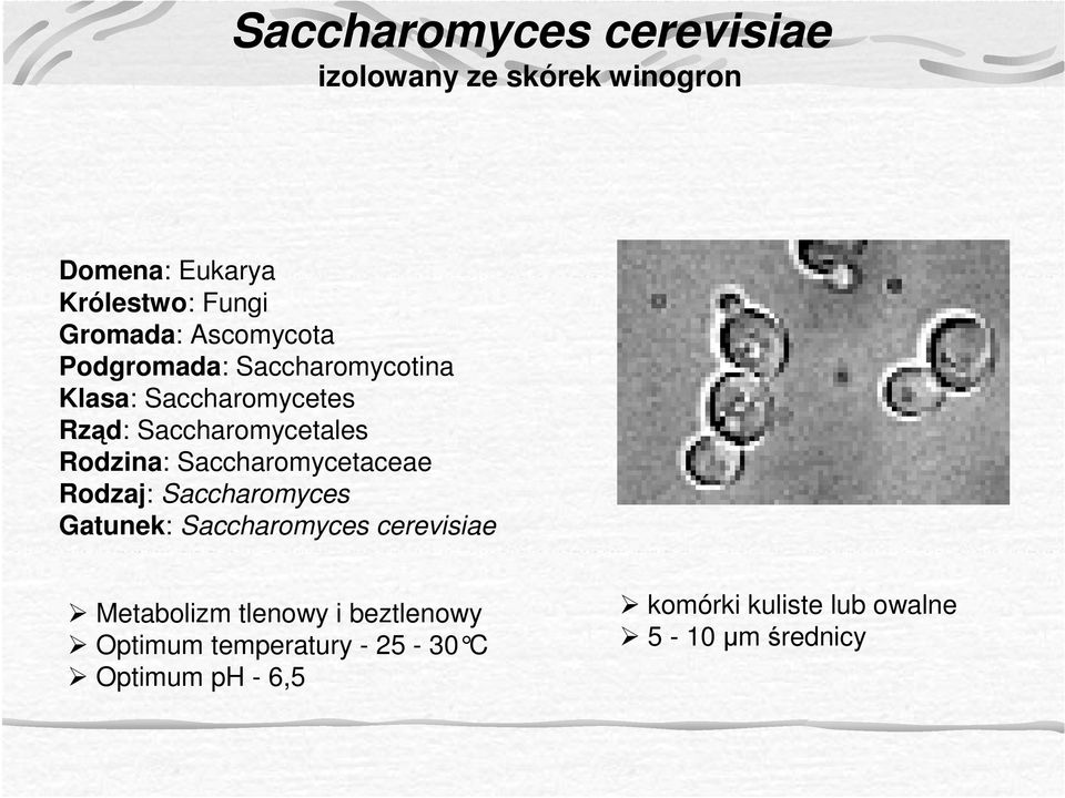 Saccharomycetaceae Rodzaj: Saccharomyces Gatunek: Saccharomyces cerevisiae Metabolizm tlenowy i