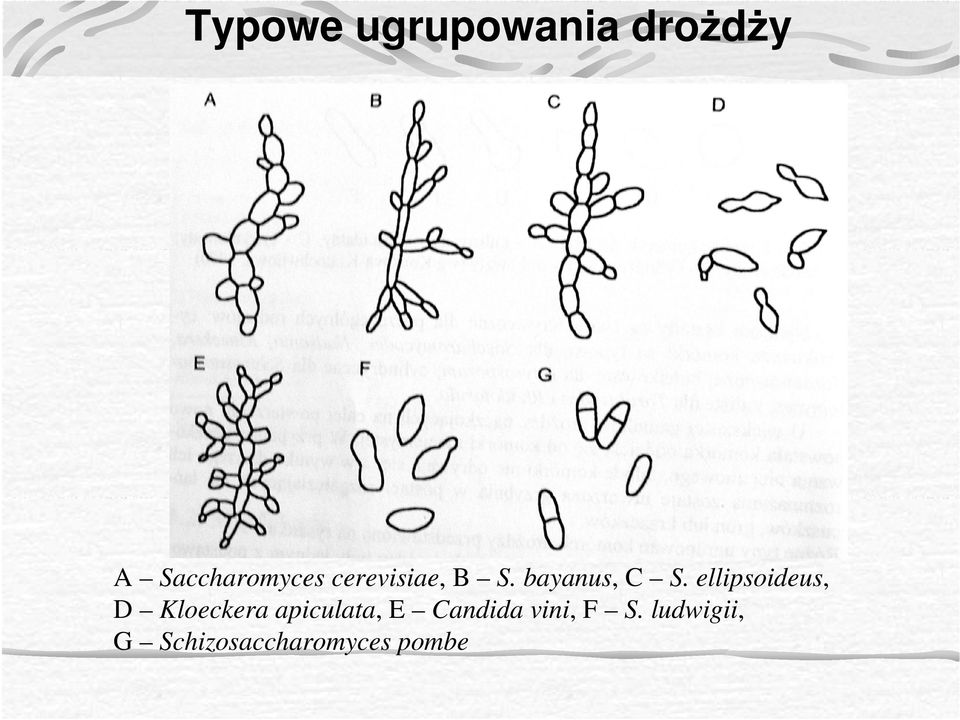 ellipsoideus, D Kloeckera apiculata, E