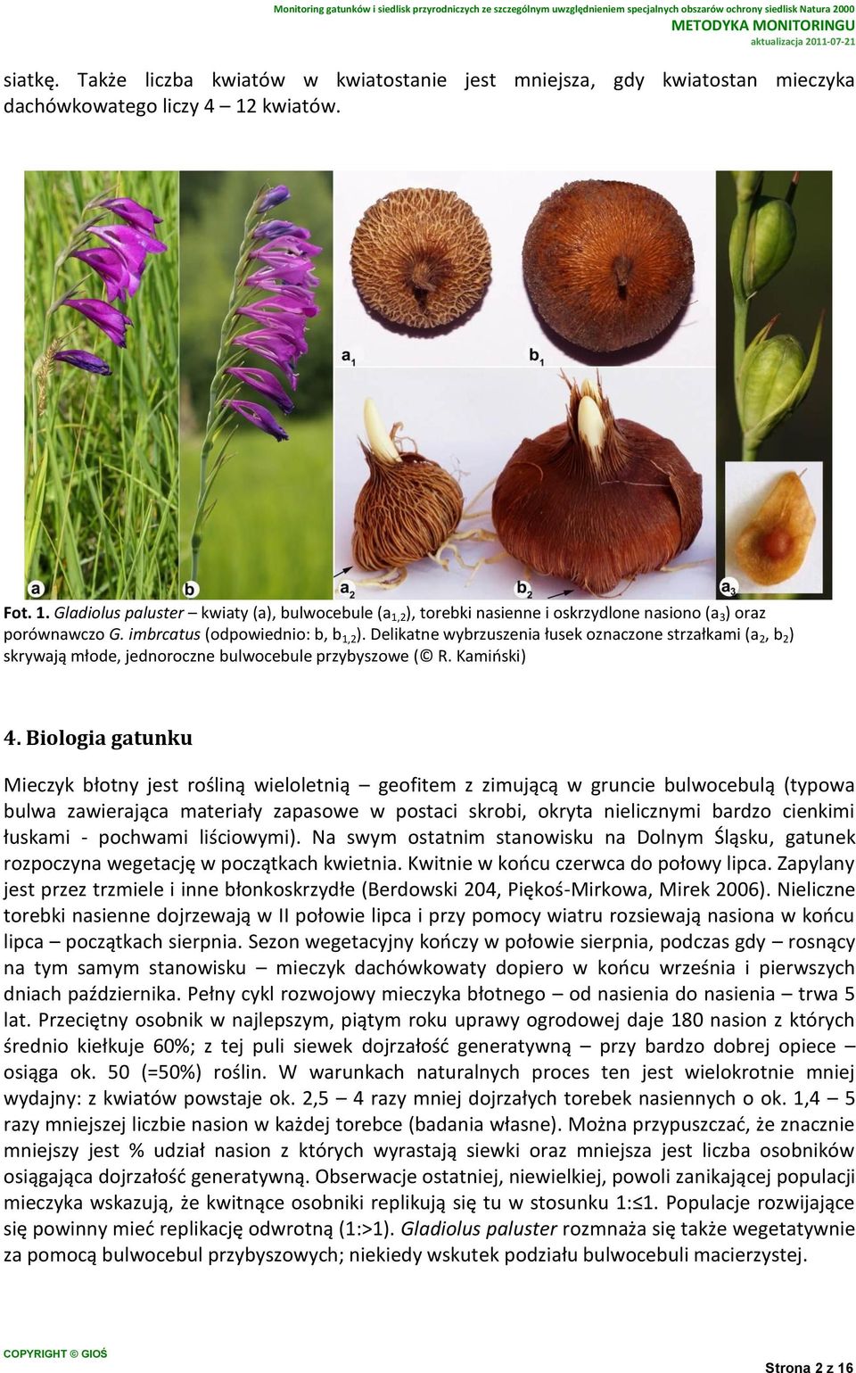 Delikatne wybrzuszenia łusek oznaczone strzałkami (a 2, b 2 ) skrywają młode, jednoroczne bulwocebule przybyszowe ( R. Kamiński) 4.