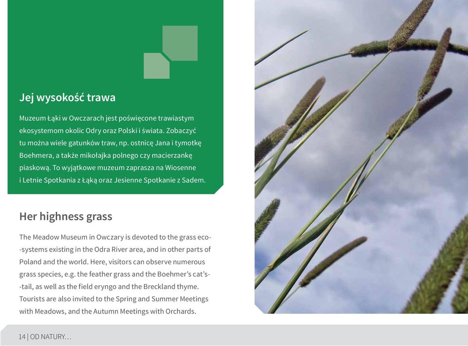 Her highness grass The Meadow Museum in Owczary is devoted to the grass eco- -systems existing in the Odra River area, and in other parts of Poland and the world.