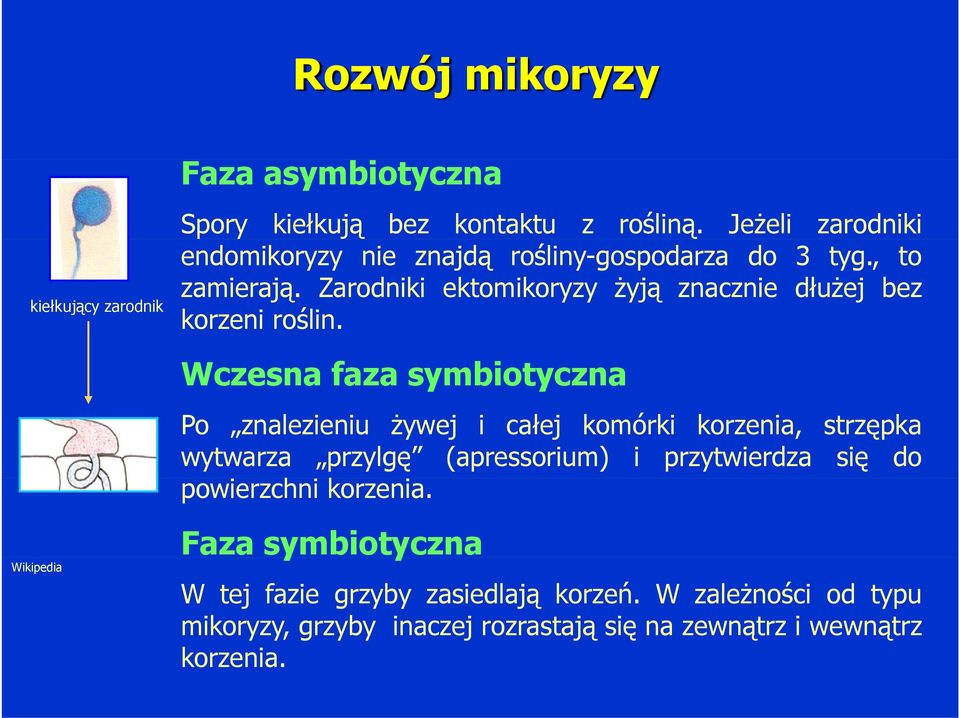 Zarodniki ektomikoryzy żyją znacznie dłużej bez korzeni roślin.