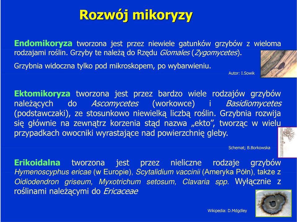 Sowik Ektomikoryza tworzona jest przez bardzo wiele rodzajów grzybów należących do Ascomycetes (workowce) i Basidiomycetes (podstawczaki), ze stosunkowo niewielką liczbą roślin.