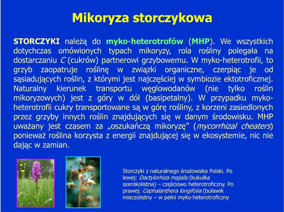 Naturalny kierunek transportu węglowodanów (nie tylko roślin mikoryzowych) jest z góry w dół (basipetalny).