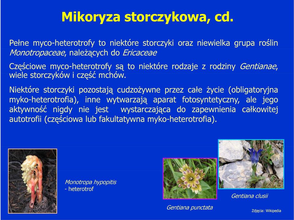 niektóre rodzaje z rodziny Gentianae, wiele storczyków i część mchów.