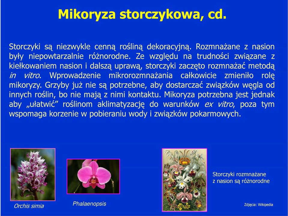 Wprowadzenie mikrorozmnażania całkowicie zmieniło rolę mikoryzy.