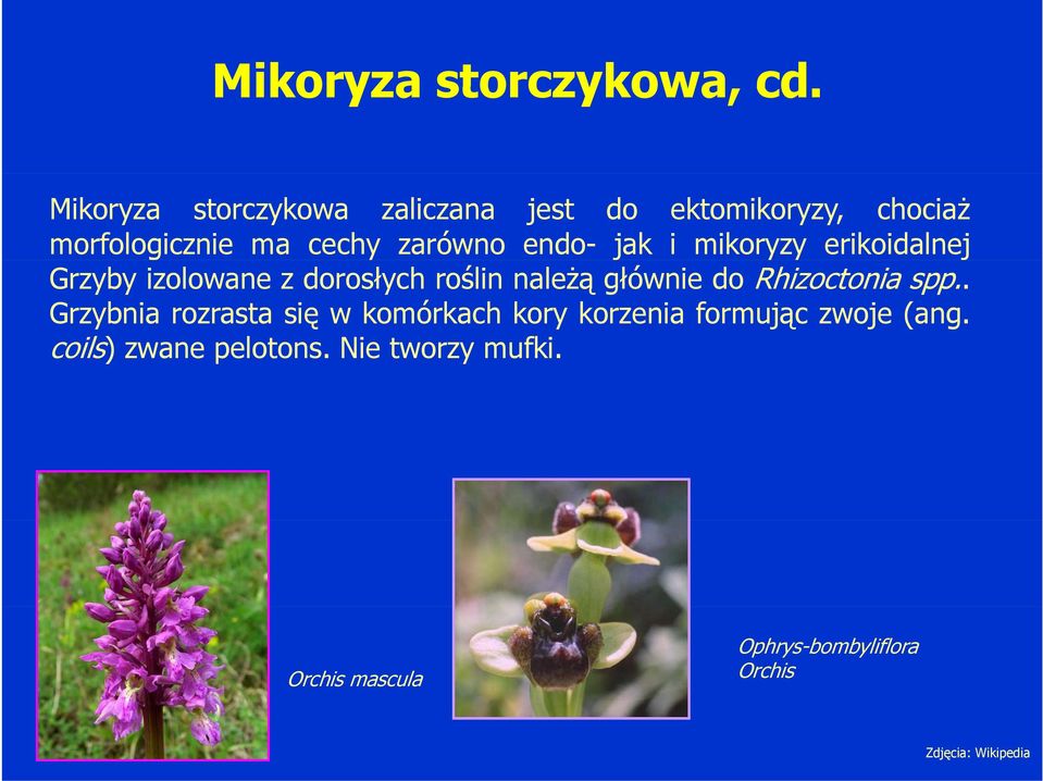 jak i mikoryzy erikoidalnej Grzyby izolowane z dorosłych roślin należą głównie do Rhizoctonia spp.