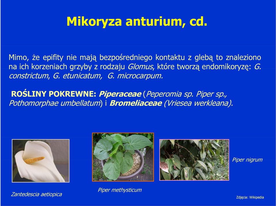 rodzaju Glomus, które tworzą endomikoryzę: G. constrictum, G. etunicatum, G. microcarpum.