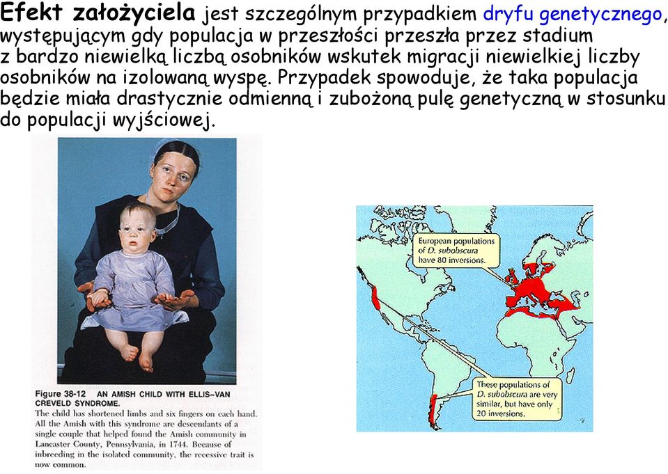 migracji niewielkiej liczby osobników na izolowaną wyspę.