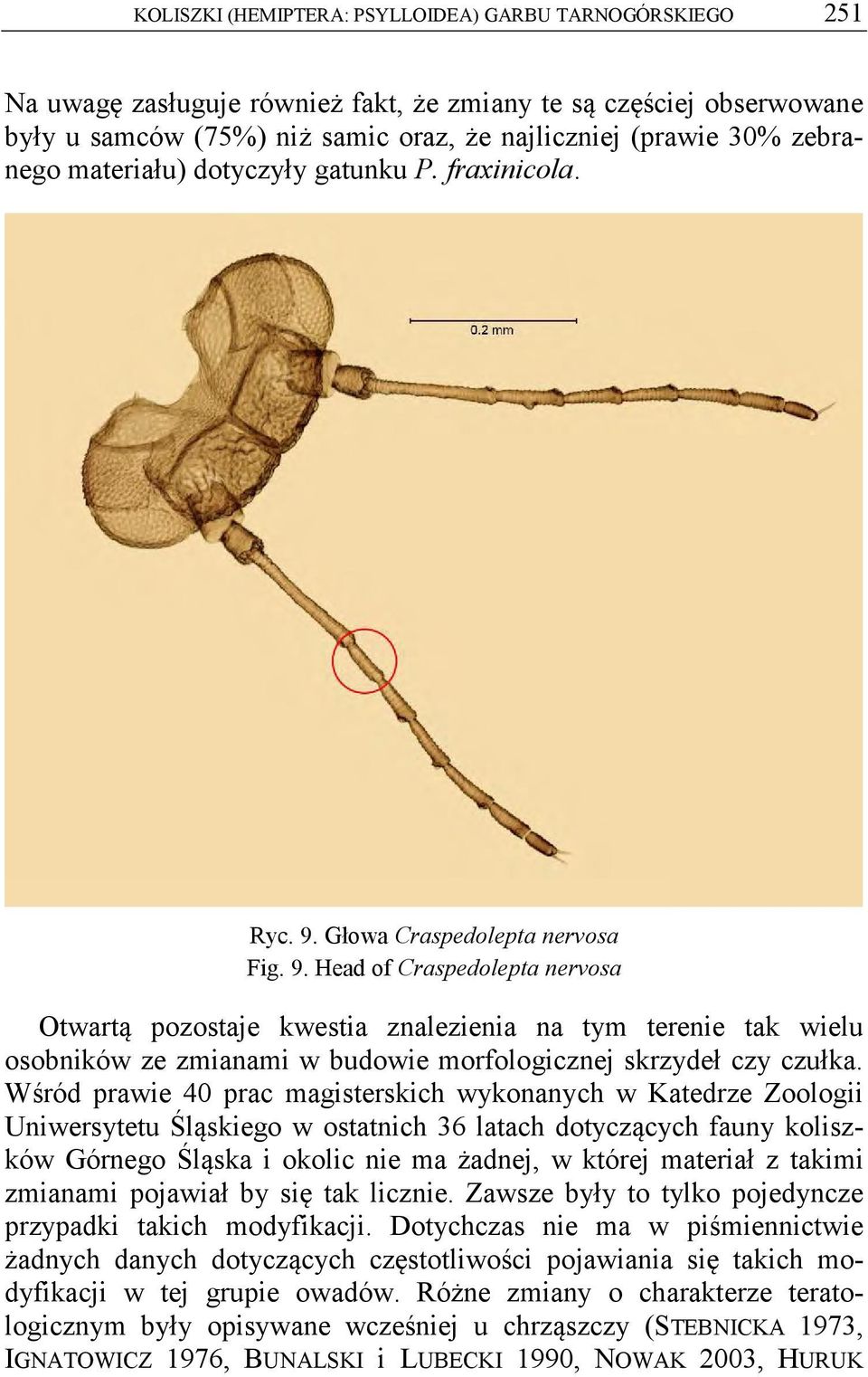 Głowa Craspedolepta nervosa Fig. 9. Head of Craspedolepta nervosa Otwartą pozostaje kwestia znalezienia na tym terenie tak wielu osobników ze zmianami w budowie morfologicznej skrzydeł czy czułka.