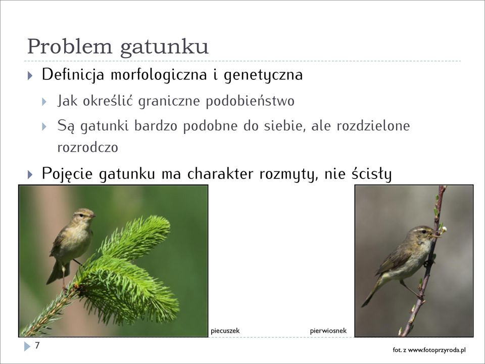 siebie, ale rozdzielone rozrodczo Pojęcie gatunku ma charakter