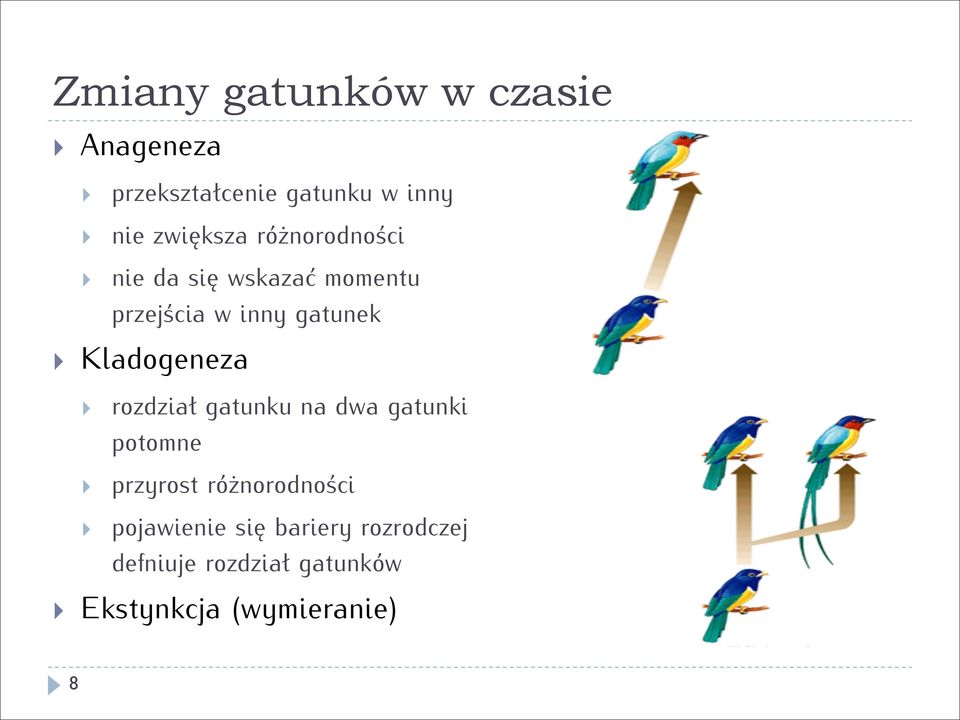 Kladogeneza rozdział gatunku na dwa gatunki potomne przyrost różnorodności