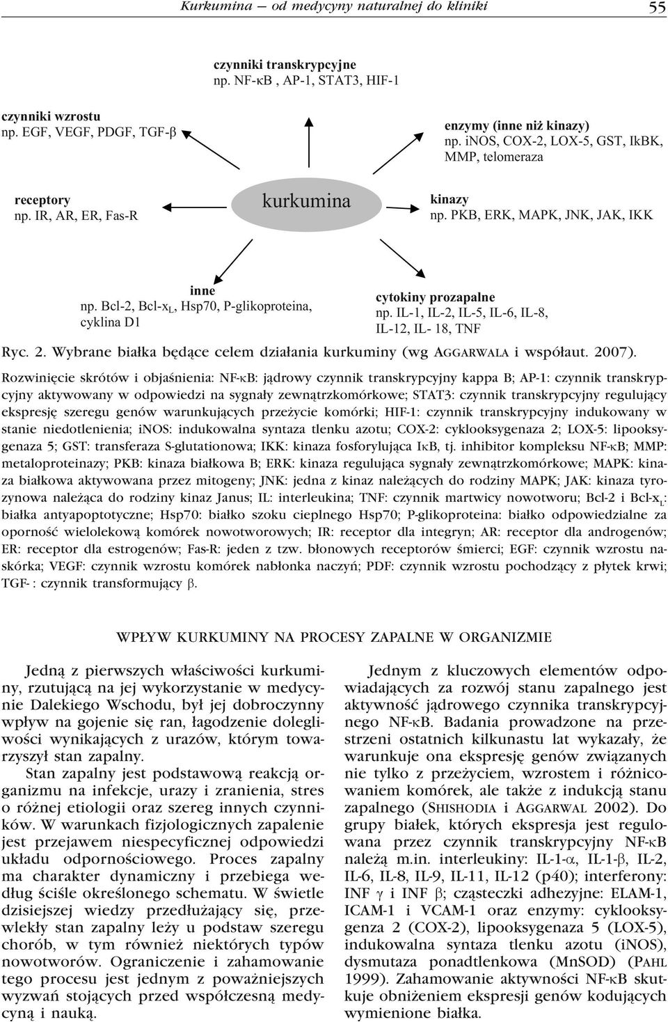 Bcl-2, Bcl-x L, Hsp70, P-glikoproteina, cyklina D1 cytokiny prozapalne np. IL-1, IL-2, IL-5, IL-6, IL-8, IL-12, IL- 18, TNF Ryc. 2.