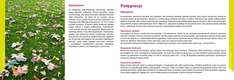 W ten sposób korzenie zostaną pobudzone do wegetacji w dół. Właściwe proporcje to ok. 10-15 l/ m 2 wody na jedno zraszanie. Z czasem należy zwiększać odstępy między jednym a drugim podlewaniem.