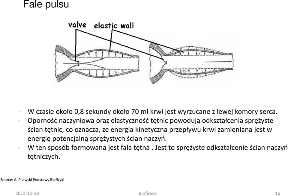 energia kinetyczna przepływu krwi zamieniana jest w energię potencjalną sprężystych ścian naczyń.