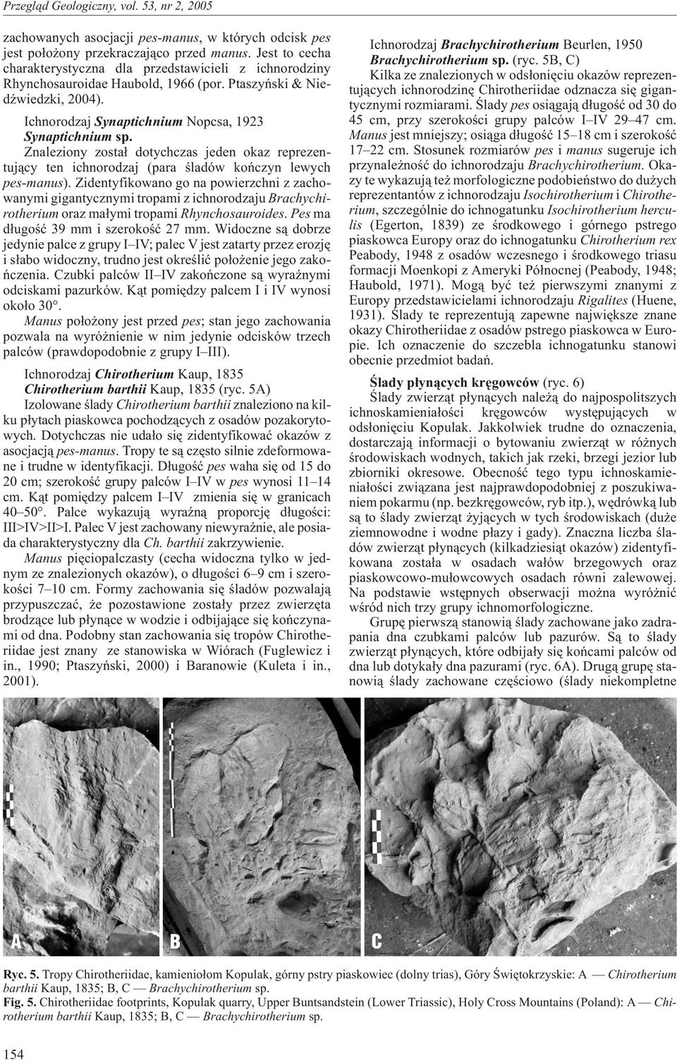 Znaleziony zosta³ dotychczas jeden okaz reprezentuj¹cy ten ichnorodzaj (para œladów koñczyn lewych pes-manus).