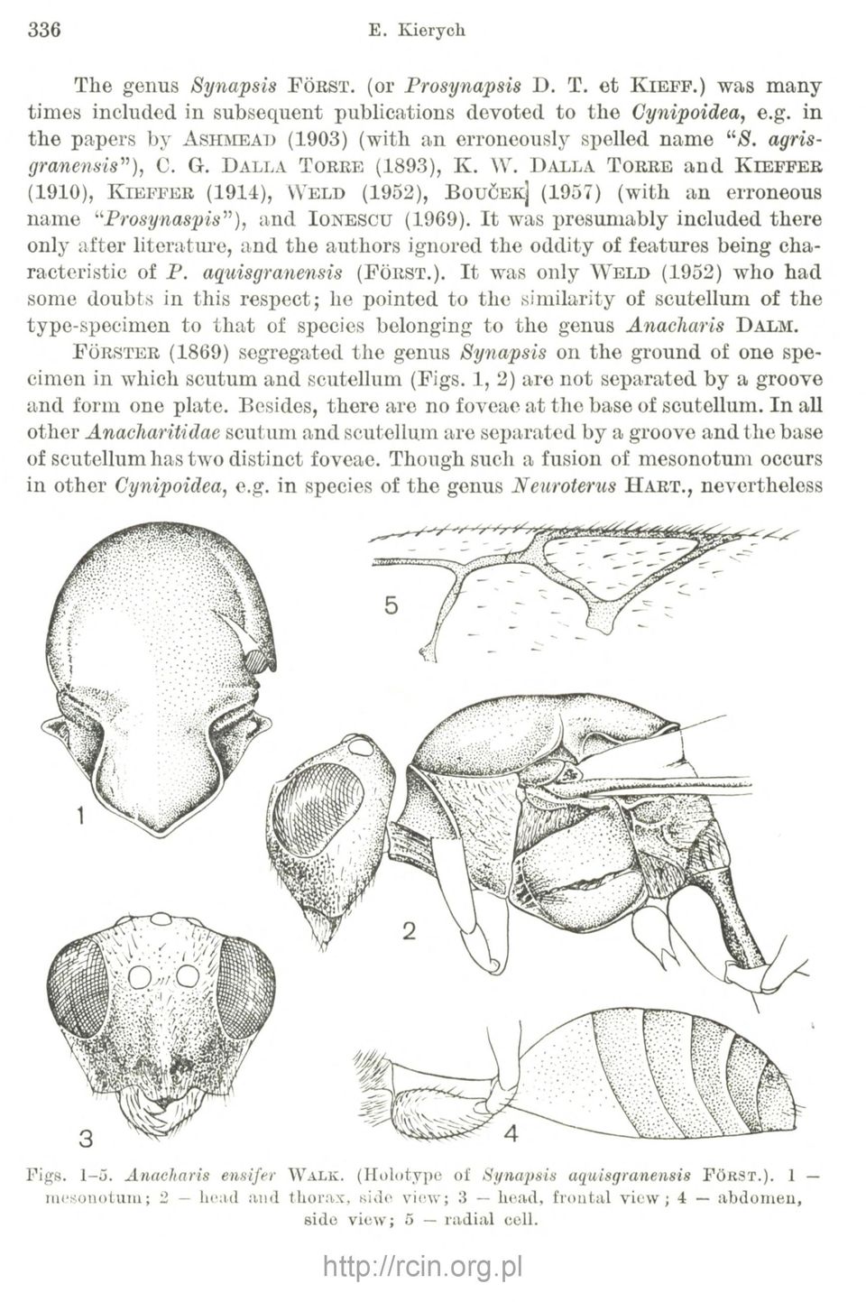 D alla T o r r e an d K ie f f e r (1910), K ie f f e r (1914), W e l d (1952), BouĆEKj (1957) (with an erroneous name Prosynaspis ), and I o n e sc u (1969).