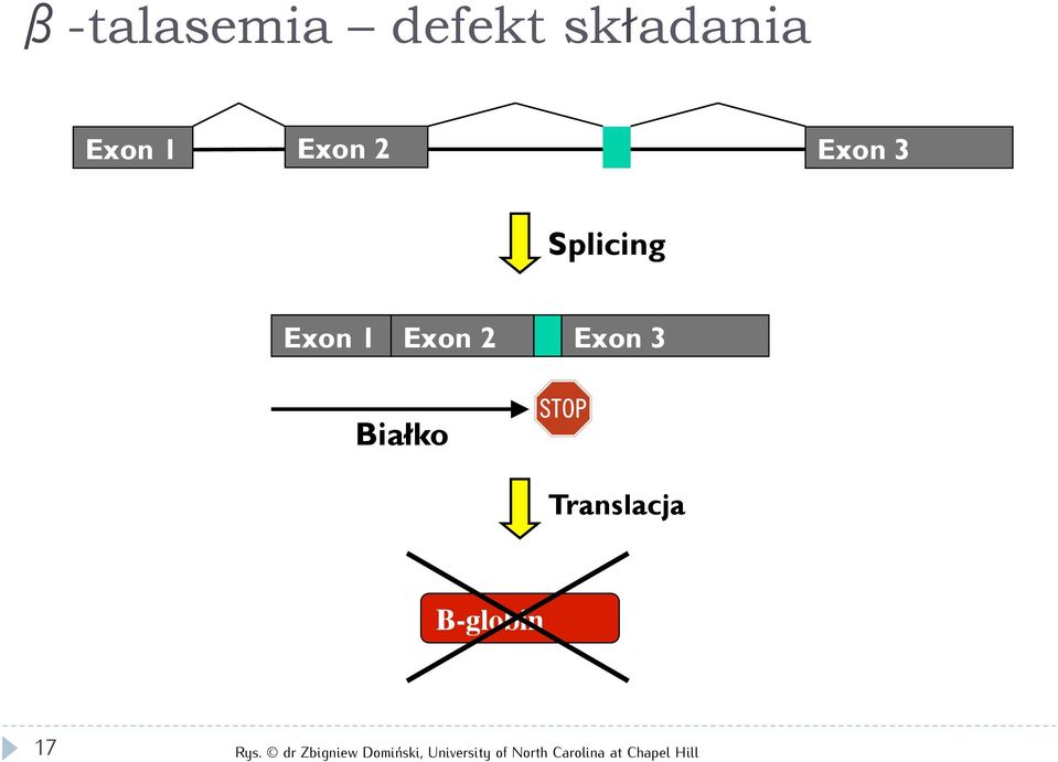 Translacja Β-globin 17 Rys.