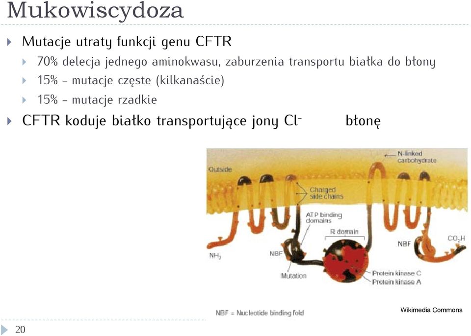 - mutacje częste (kilkanaście) 15% - mutacje rzadkie CFTR