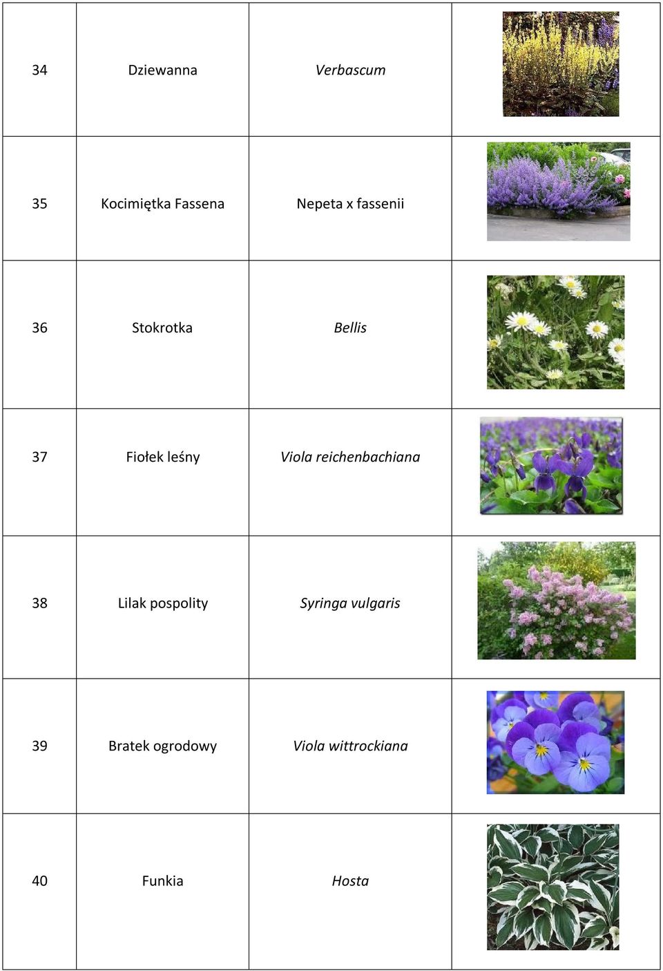 reichenbachiana 38 Lilak pospolity Syringa vulgaris