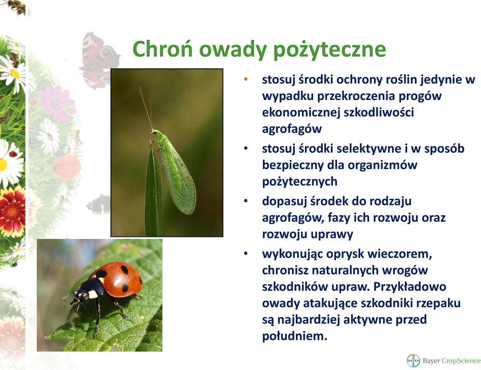 środek do rodzaju agrofagów, fazy ich rozwoju oraz rozwoju uprawy wykonując oprysk wieczorem, chronisz