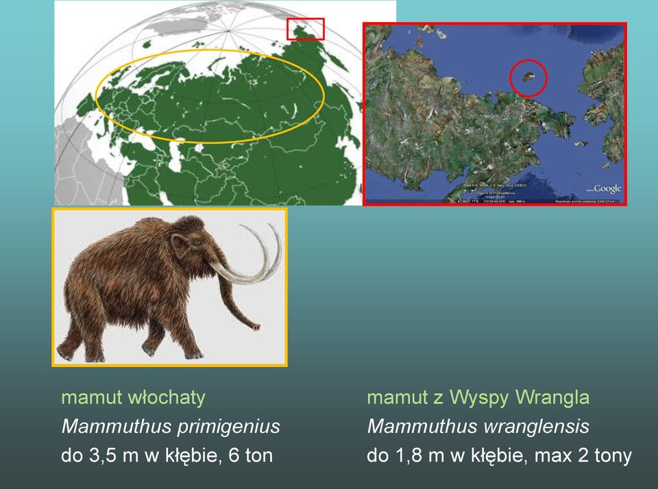 ton mamut z Wyspy Wrangla