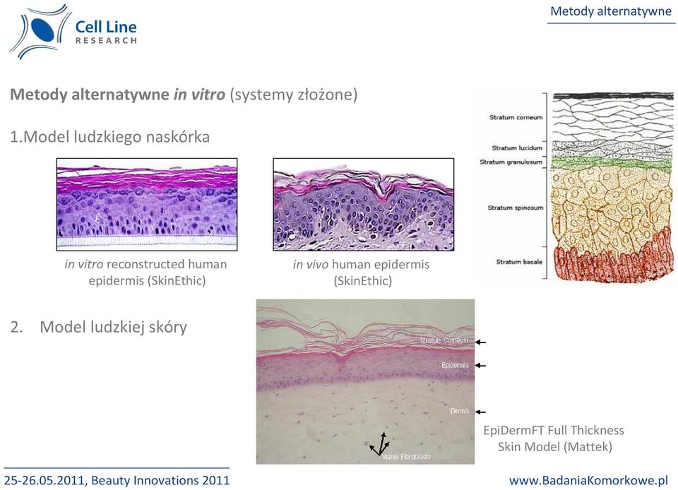 epidermis (SkinEthic) in vivohuman epidermis (SkinEthic)