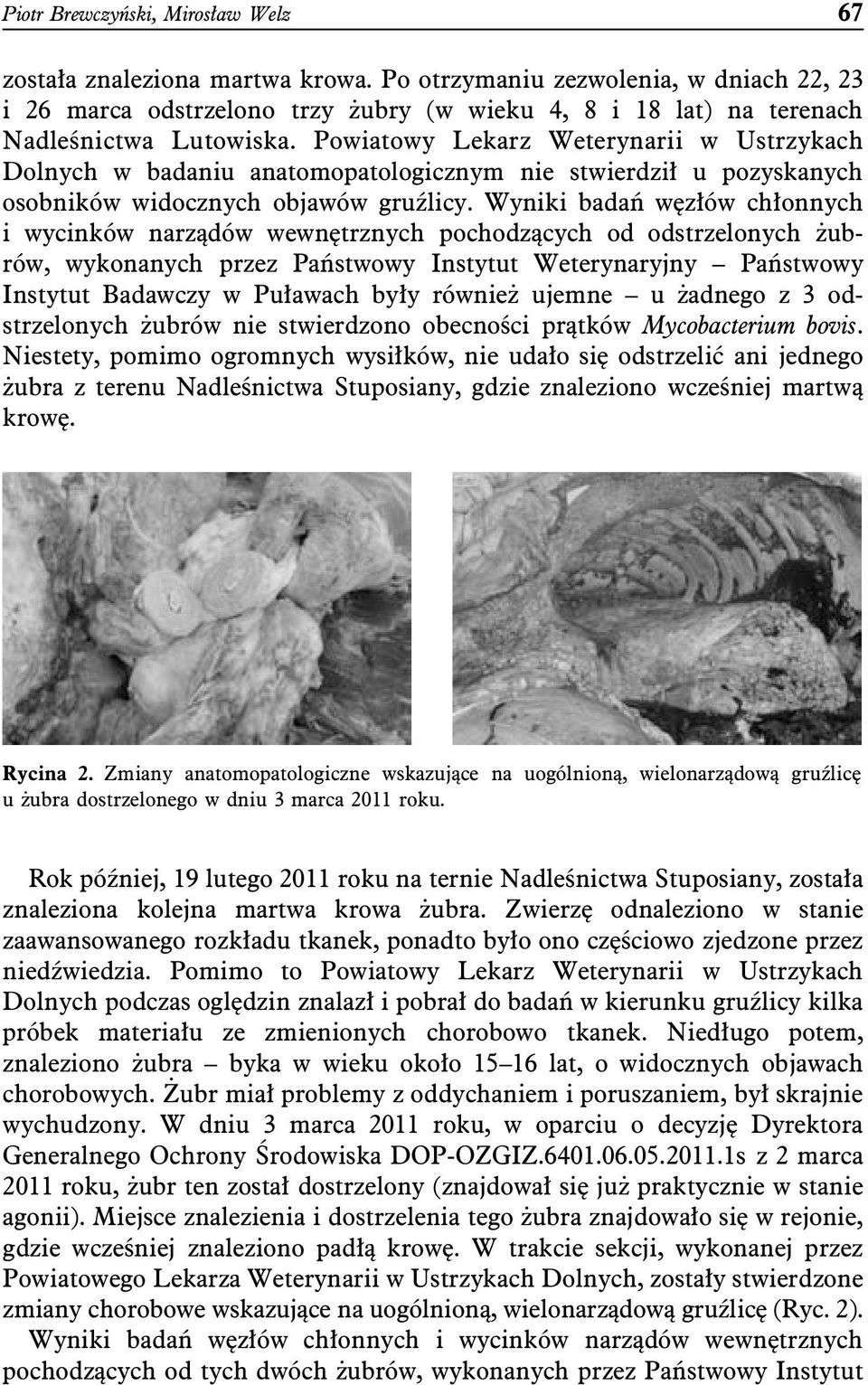 Powiatowy Lekarz Weterynarii w Ustrzykach Dolnych w badaniu anatomopatologicznym nie stwierdził u pozyskanych osobników widocznych objawów gruźlicy.