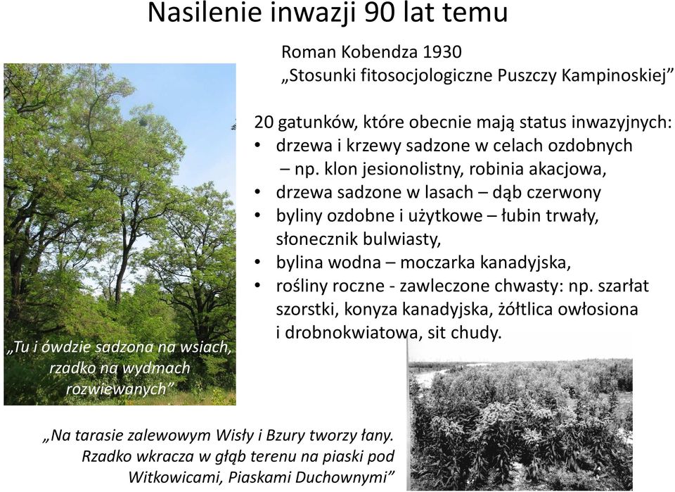 klon jesionolistny, robinia akacjowa, drzewa sadzone w lasach dąb czerwony byliny ozdobne i użytkowe łubin trwały, słonecznik bulwiasty, bylina wodna moczarka