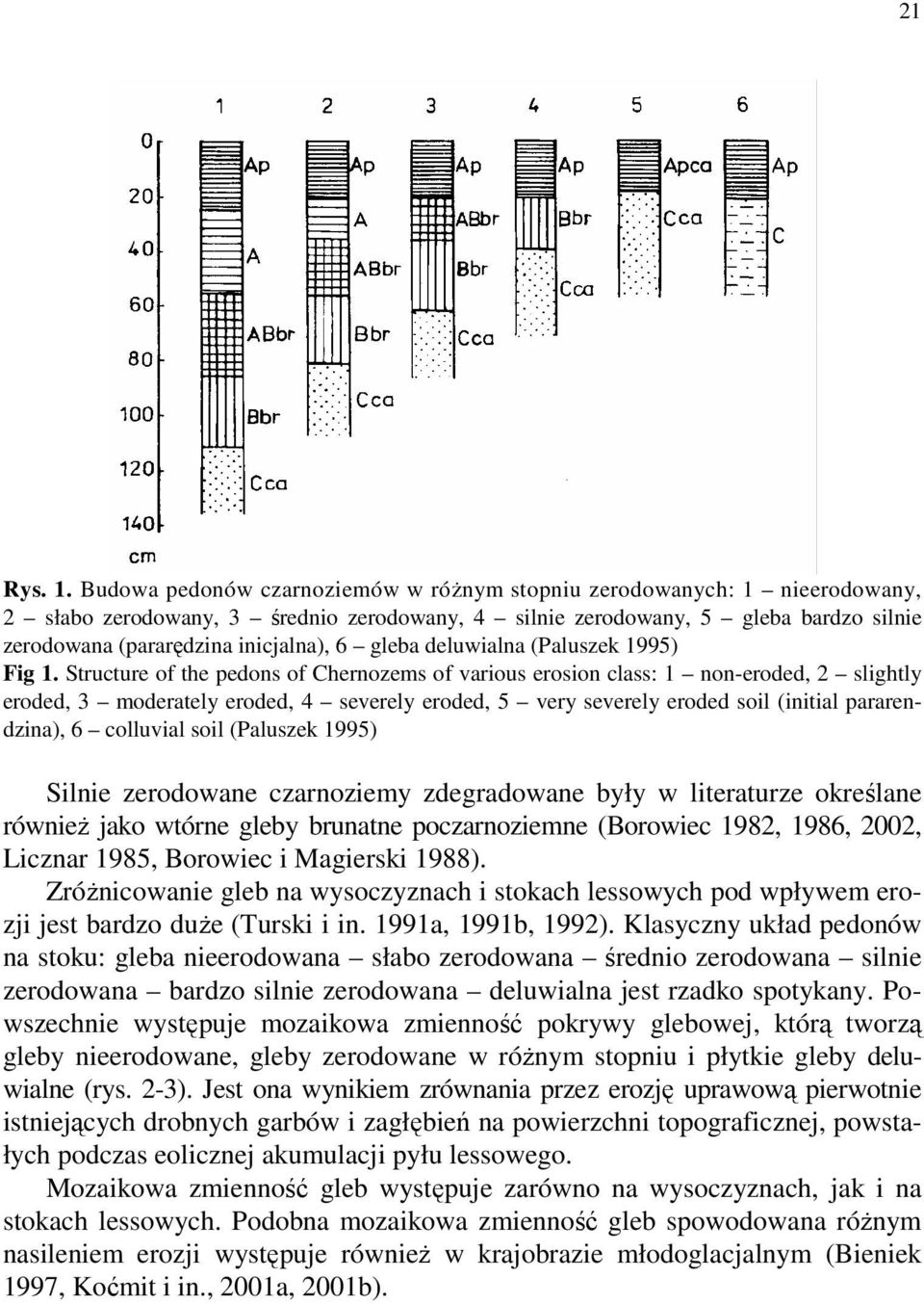 gleba deluwialna (Paluszek 1995) Fig 1.