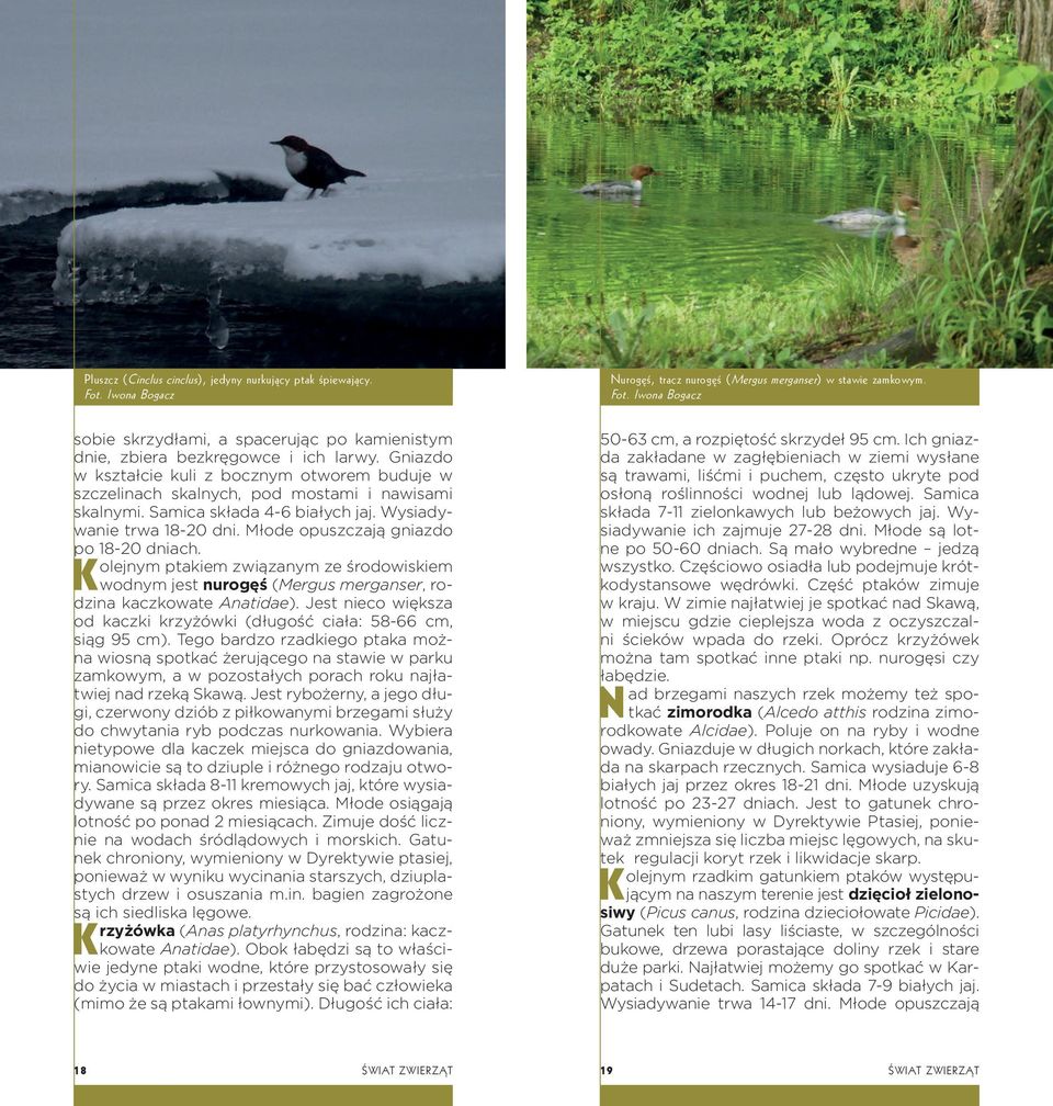 Młode opuszczają gniazdo po 18-20 dniach. Kolejnym ptakiem związanym ze środowiskiem wodnym jest nurogęś (Mergus merganser, rodzina kaczkowate Anatidae).