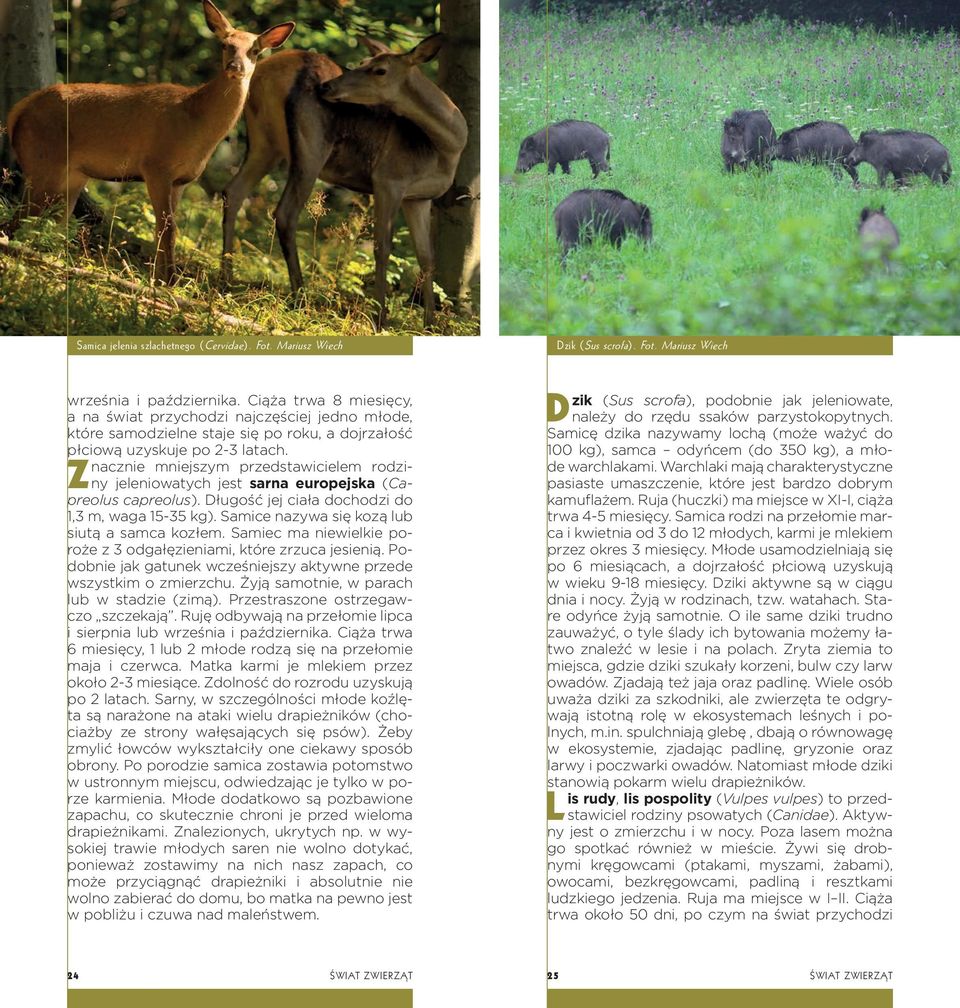 Znacznie mniejszym przedstawicielem rodziny jeleniowatych jest sarna europejska (Capreolus capreolus). Długość jej ciała dochodzi do 1,3 m, waga 15-35 kg).