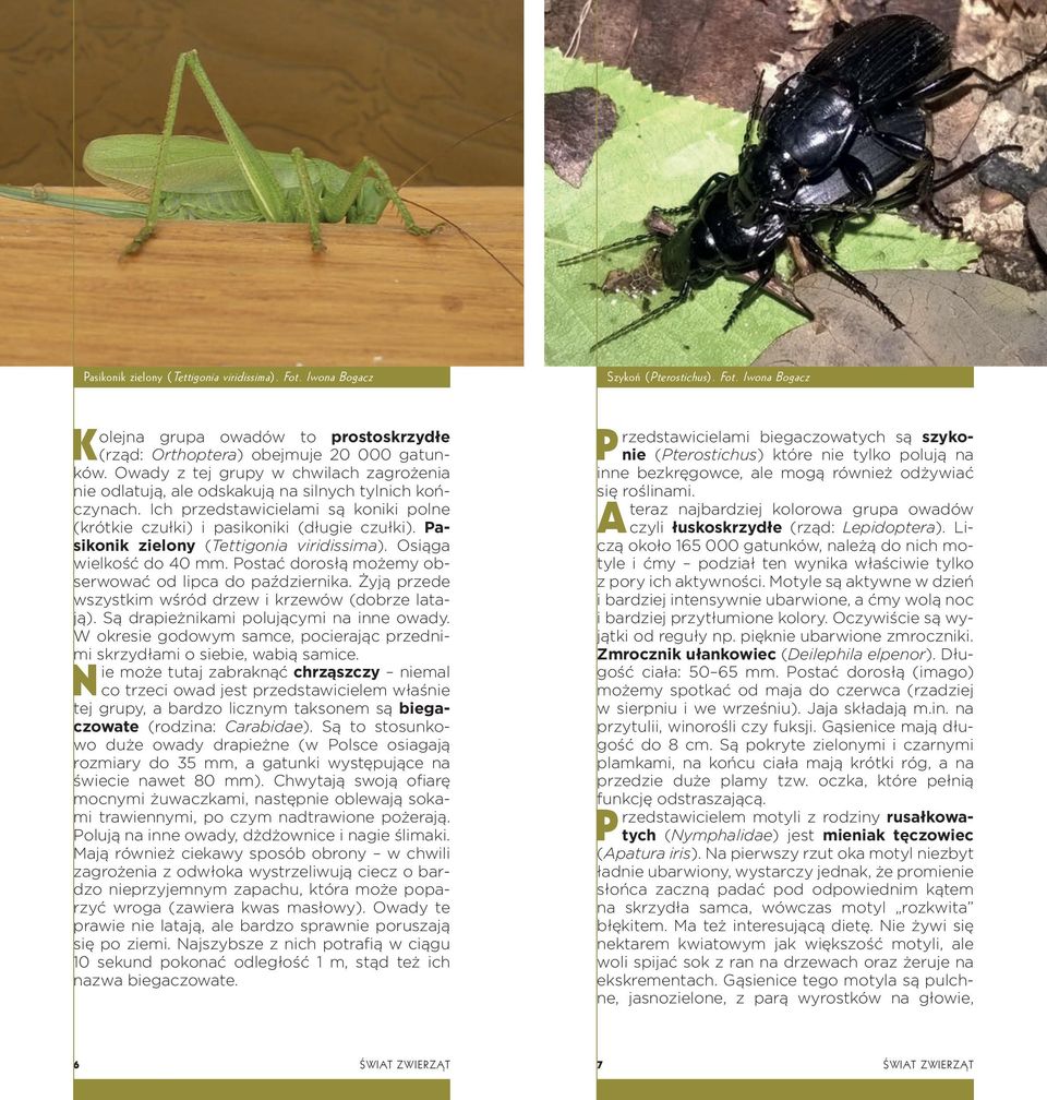 Pasikonik zielony (Tettigonia viridissima). Osiąga wielkość do 40 mm. Postać dorosłą możemy obserwować od lipca do października. Żyją przede wszystkim wśród drzew i krzewów (dobrze latają).