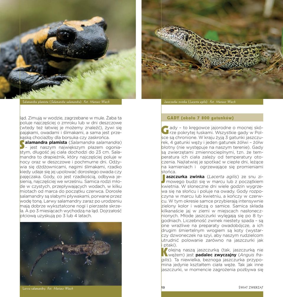 Salamandra plamista (Salamandra salamandra) jest naszym największym płazem ogoniastym, długość jej ciała dochodzi do 23 cm.
