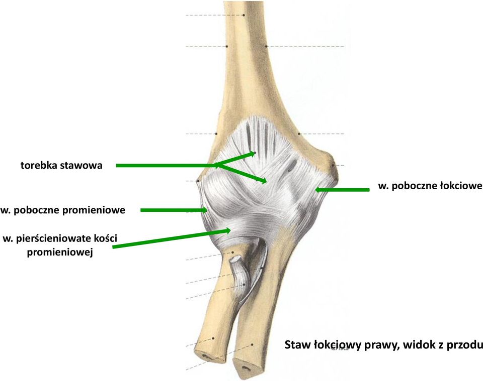 poboczne promieniowe w.