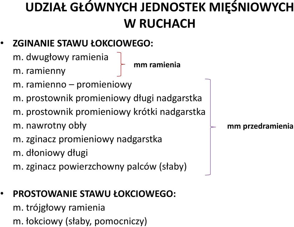 prostownik promieniowy krótki nadgarstka m. nawrotny obły m. zginacz promieniowy nadgarstka m.