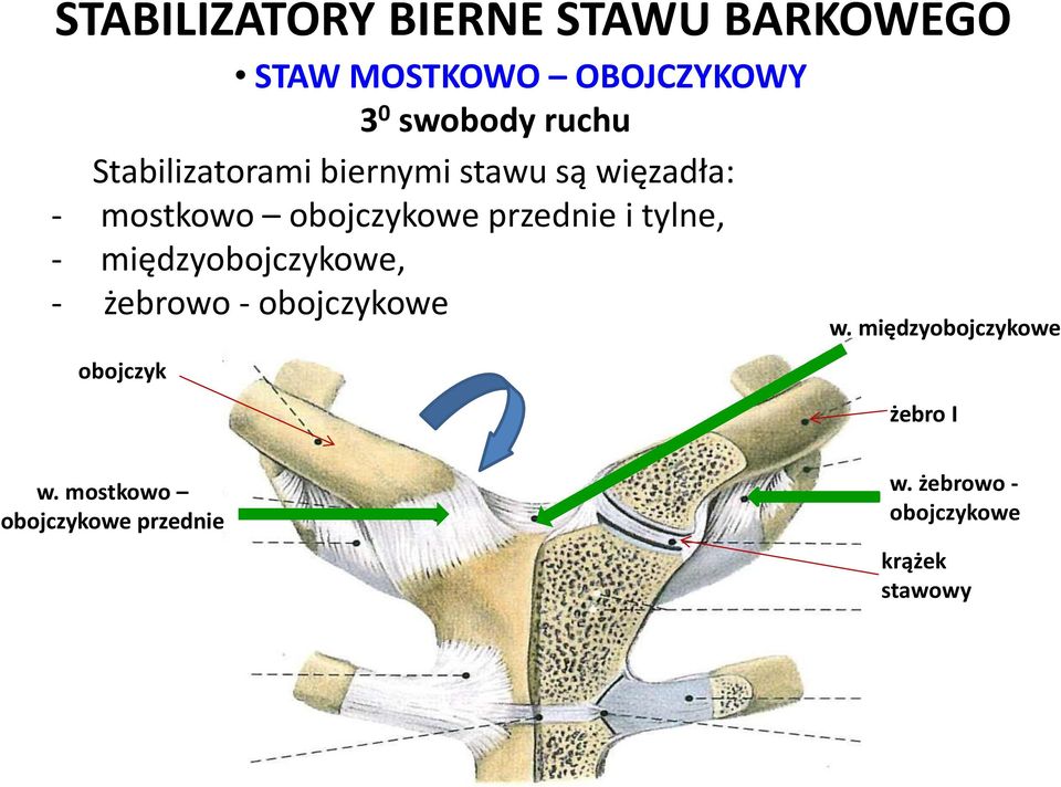 tylne, - międzyobojczykowe, - żebrowo - obojczykowe obojczyk w.