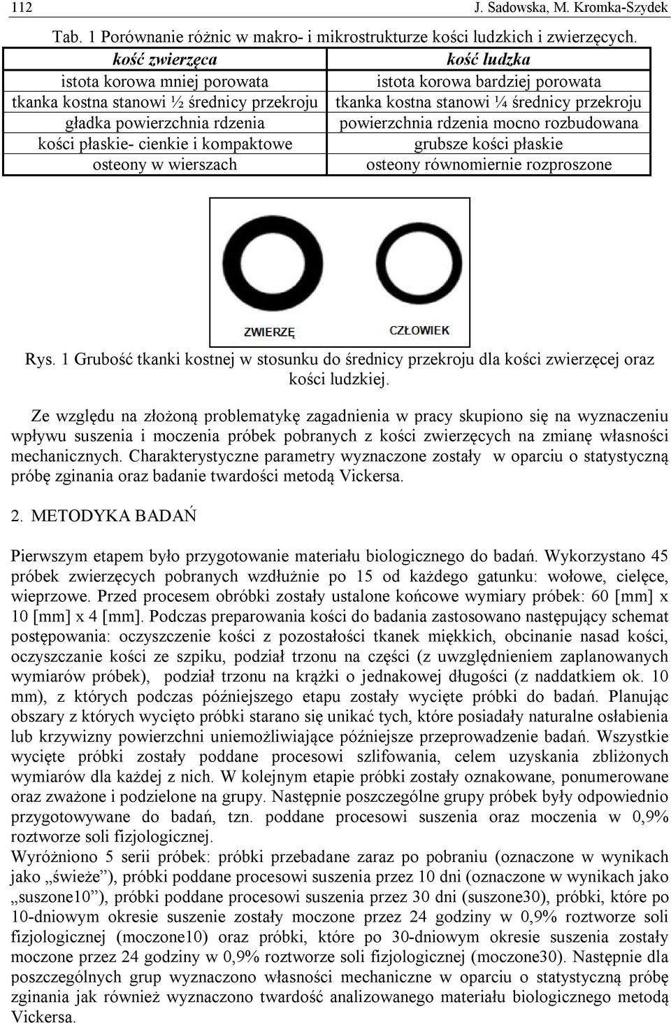 rdzenia powierzchnia rdzenia mocno rozbudowana kości płaskie- cienkie i kompaktowe grubsze kości płaskie osteony w wierszach osteony równomiernie rozproszone Rys.