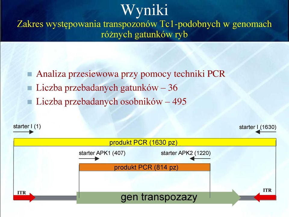 Liczba przebadanych osobników 495 starter I (1) starter I (1630) produkt PCR (1630