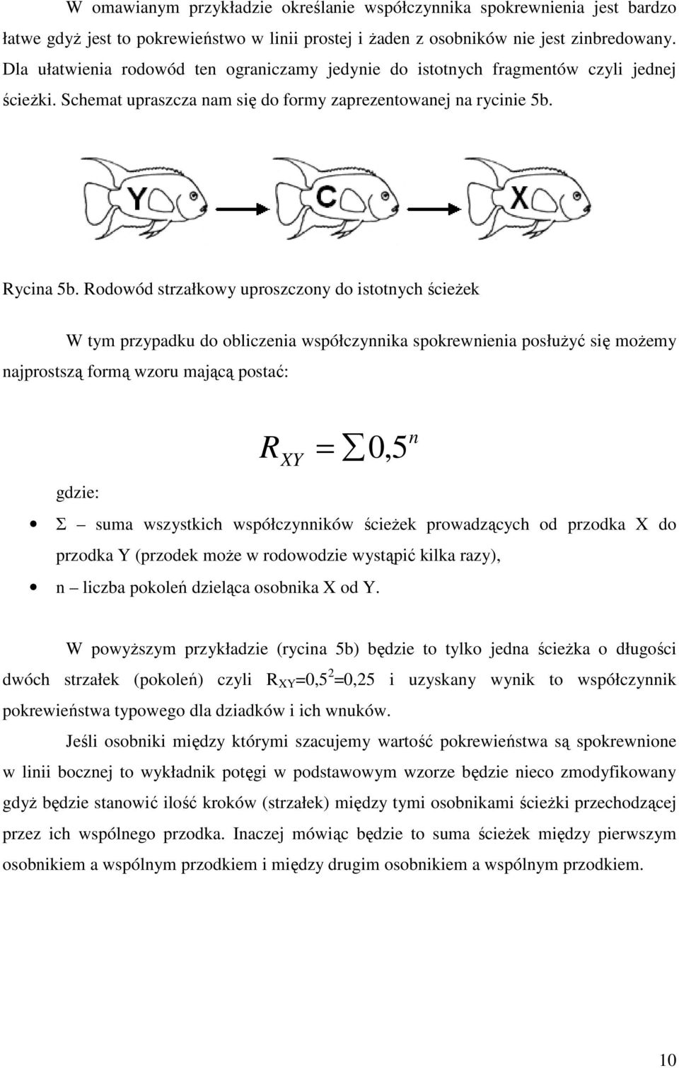 Rodowód strzałkowy uproszczony do istotnych ścieżek W tym przypadku do obliczenia współczynnika spokrewnienia posłużyć się możemy najprostszą formą wzoru mającą postać: R = 0, 5 XY gdzie: Σ suma