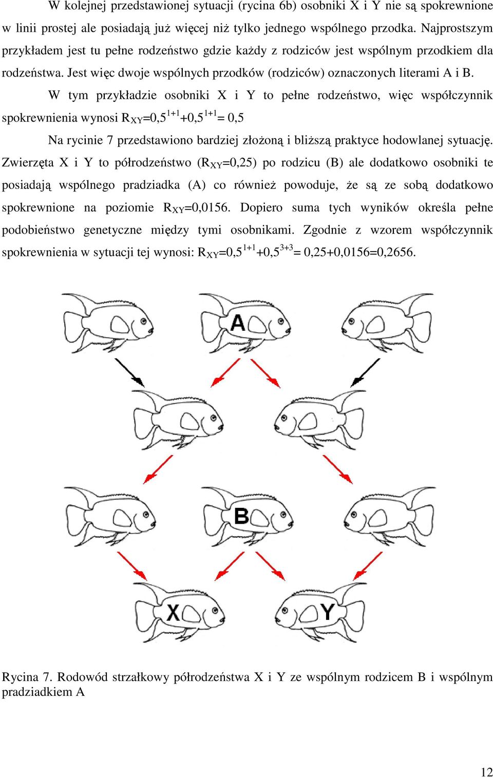 W tym przykładzie osobniki X i Y to pełne rodzeństwo, więc współczynnik spokrewnienia wynosi R XY =0,5 1+1 +0,5 1+1 = 0,5 Na rycinie 7 przedstawiono bardziej złożoną i bliższą praktyce hodowlanej