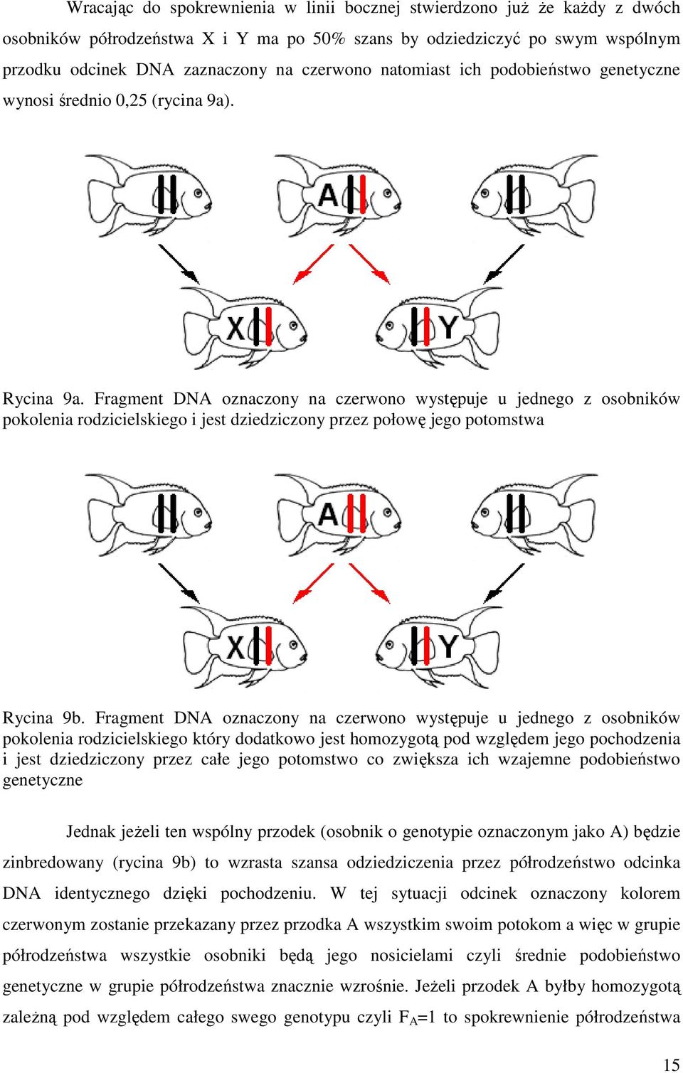 Fragment DNA oznaczony na czerwono występuje u jednego z osobników pokolenia rodzicielskiego i jest dziedziczony przez połowę jego potomstwa Rycina 9b.