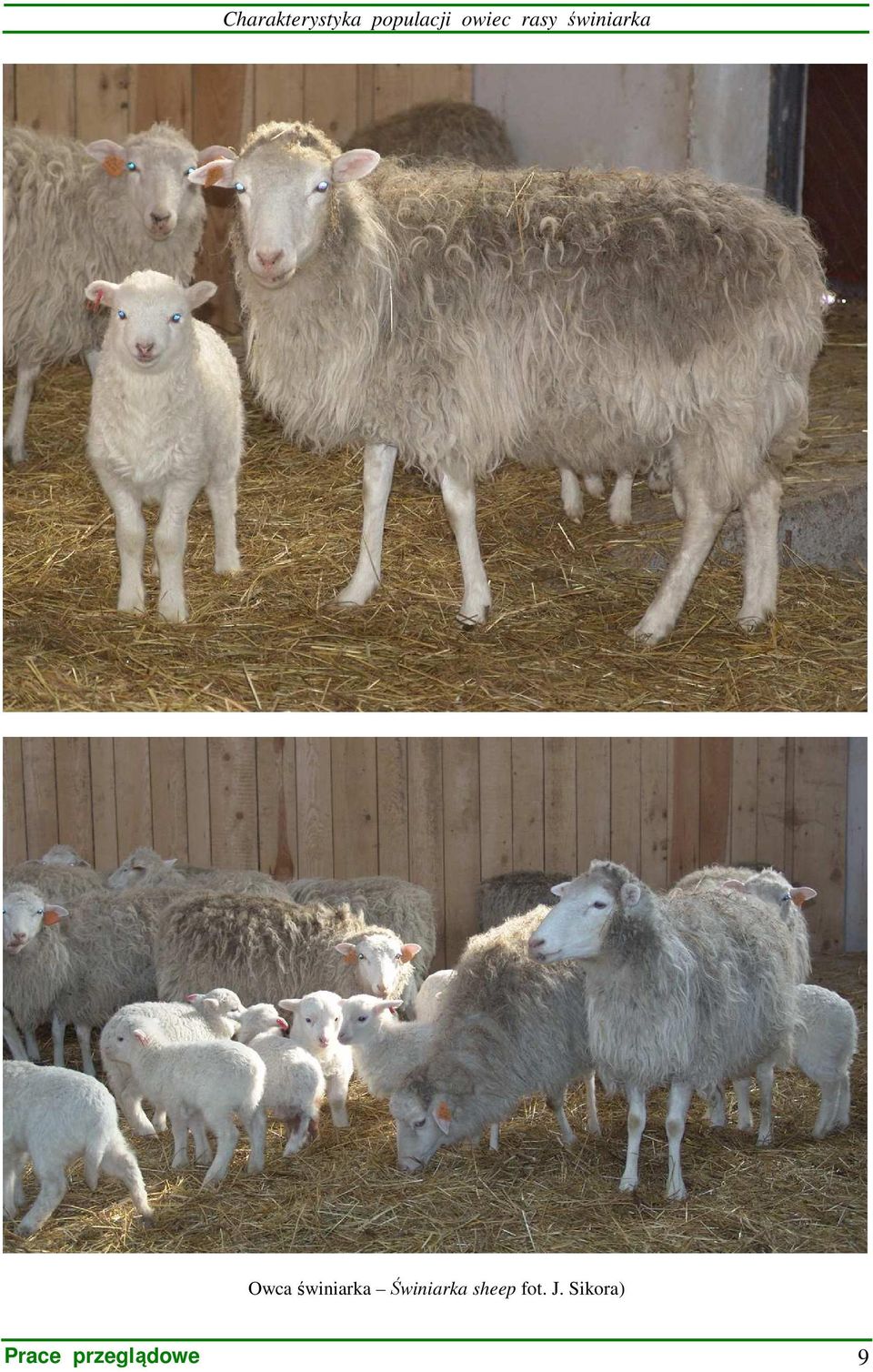 świniarka Świniarka sheep