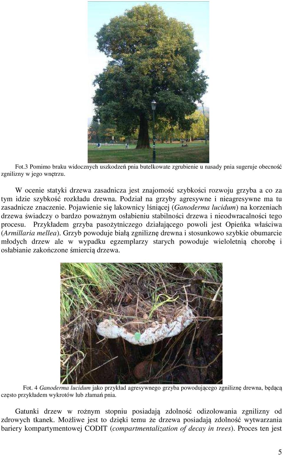 Pojawienie się lakownicy lśniącej (Ganoderma lucidum) na korzeniach drzewa świadczy o bardzo poważnym osłabieniu stabilności drzewa i nieodwracalności tego procesu.