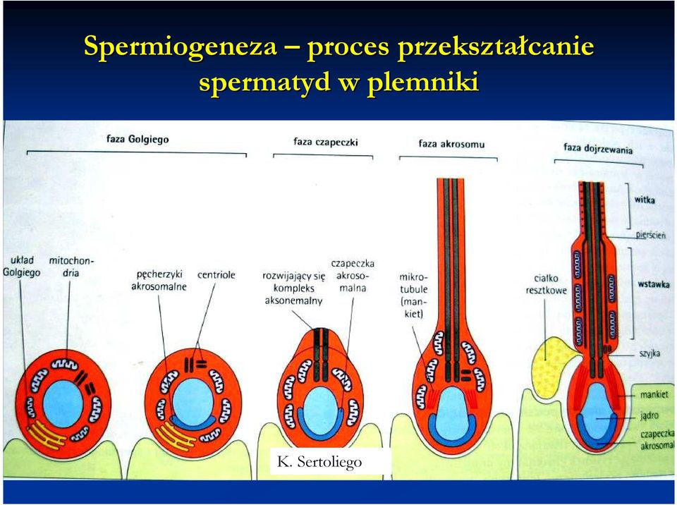 przekształcanie