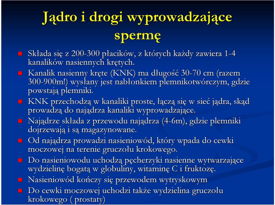 Najądrze składa z przewodu najądrza (4-6m), gdzie plemniki dojrzewają i są magazynowane. Od najądrza prowadzi nasieniowód, który wpada do cewki moczowej na terenie gruczołu krokowego.